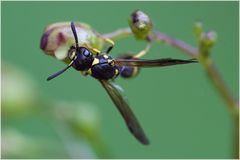 Guêpe maçonne (Ancistrocerus nigricornis) 2