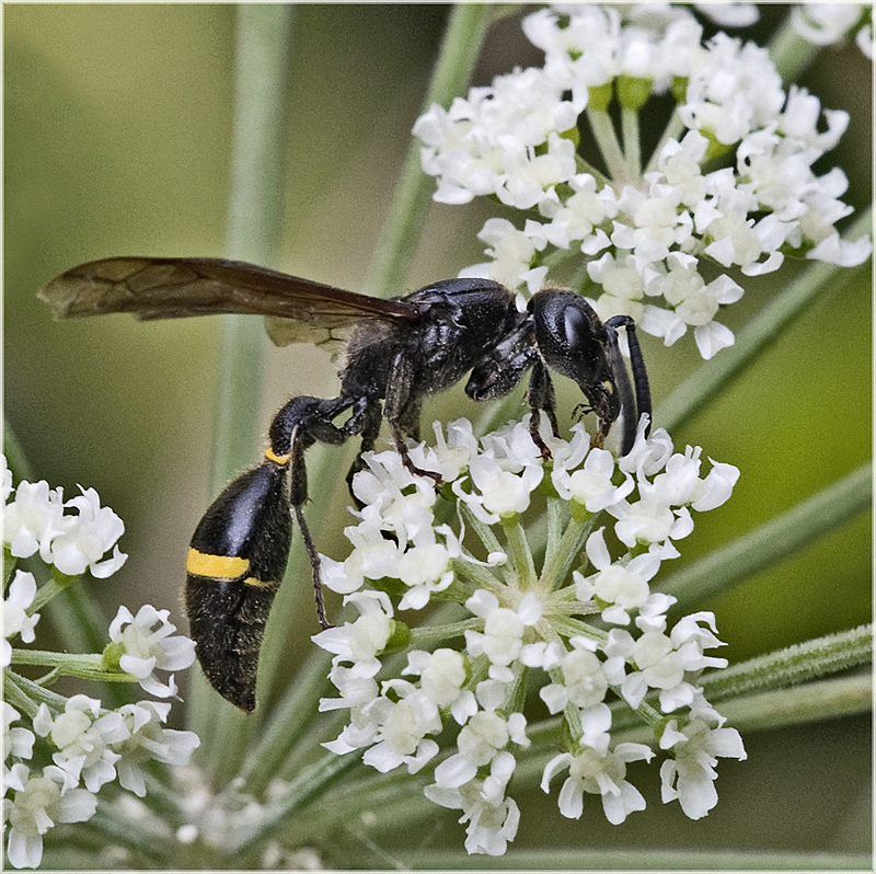 Guêpe maçonne, Eumene sp