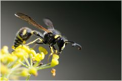 Guêpe maçonne (Eumenes sp.)