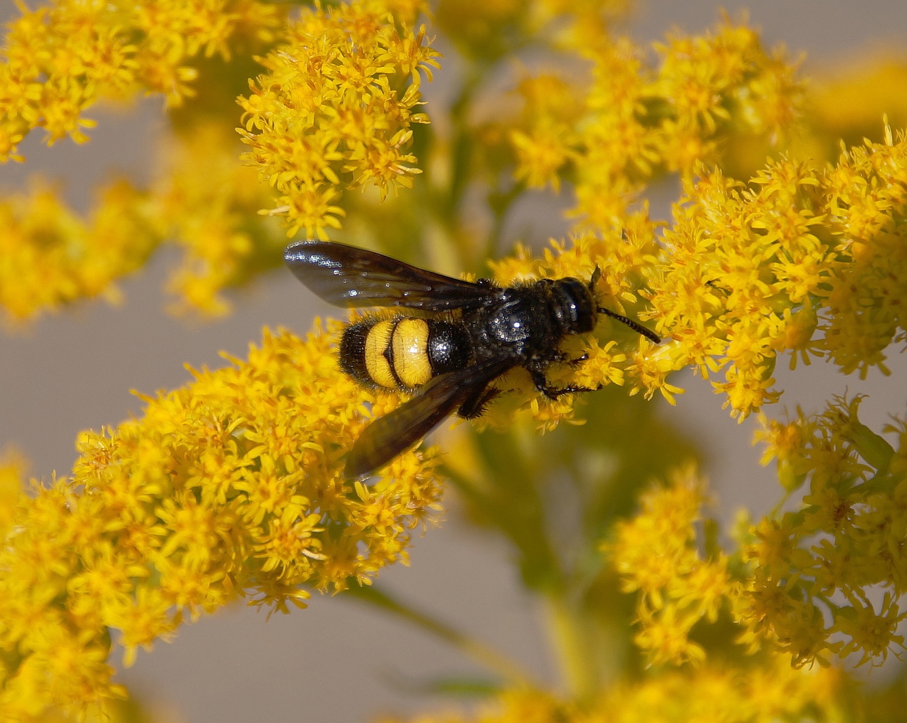 guêpe ou abeille 2