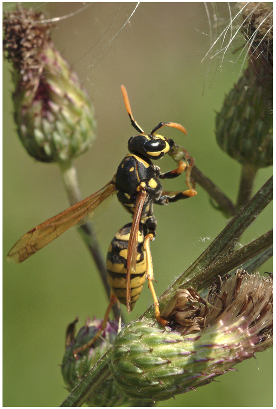 Guêpe polistes