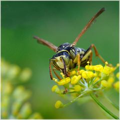 Guêpe Polistes biglumis mâle