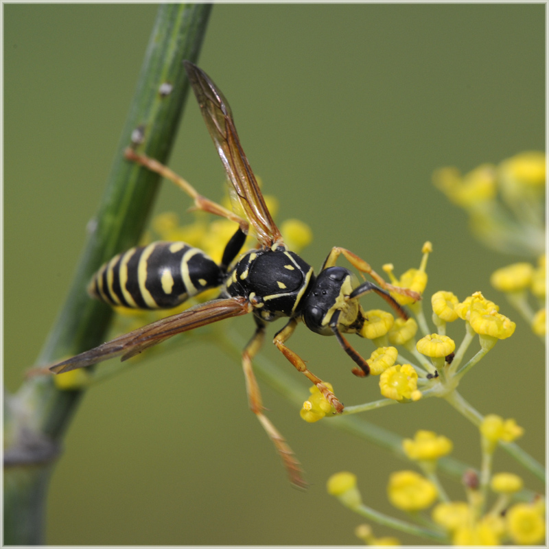 Guêpe Polistes biglumis mâle