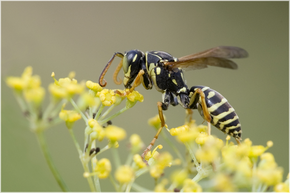 Guêpe Polistes biglumis mâle