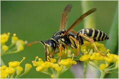 Guêpe Polistes biglumis mâle