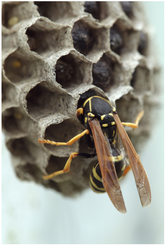 Guêpe Polistes bischoffi et son nid