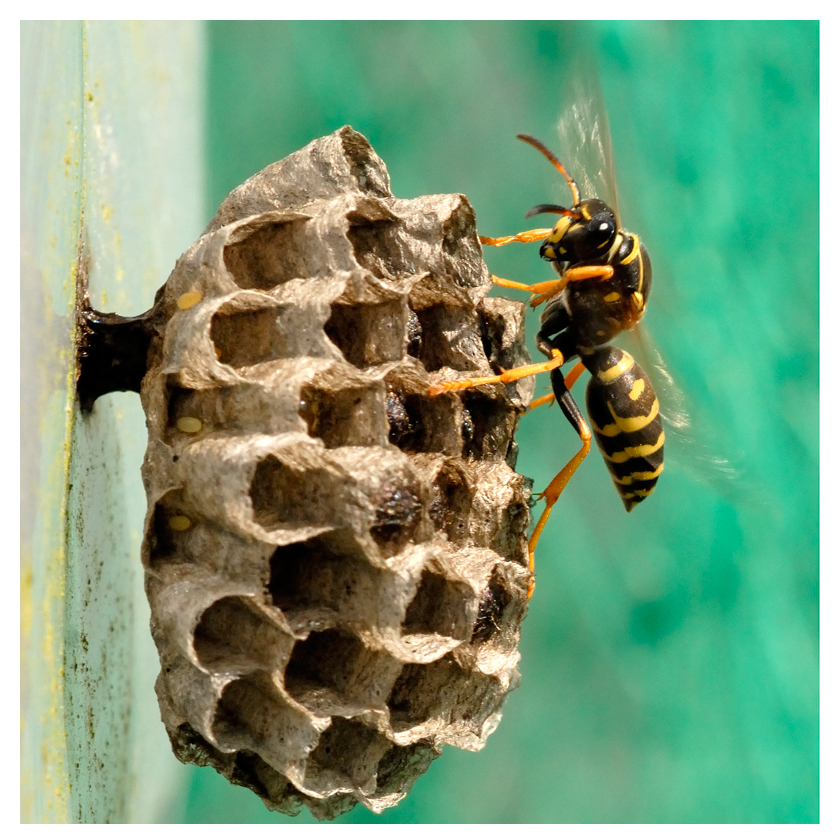 Guêpe polistes bischoffi ventilant son couvain