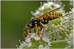 Guêpe polistes sp. mâle