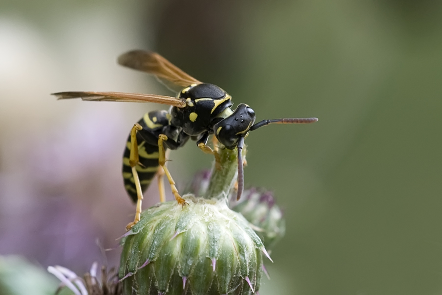 Guêpe Polistes sp. sur chardon