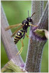 Guêpe polistes sur angélique