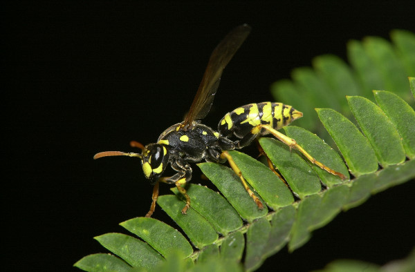 Guêpe sur Albizia