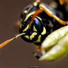 Guêpe sur Fleurs de poirier - 