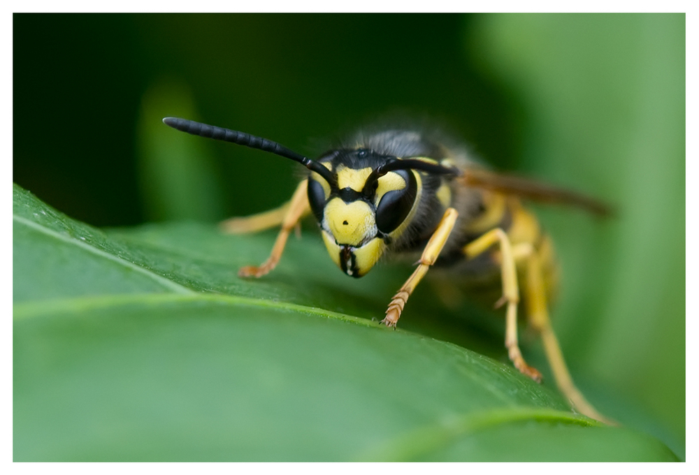 Guêpe Vespula sp.