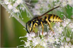 Guêpe Vespula sur angélique