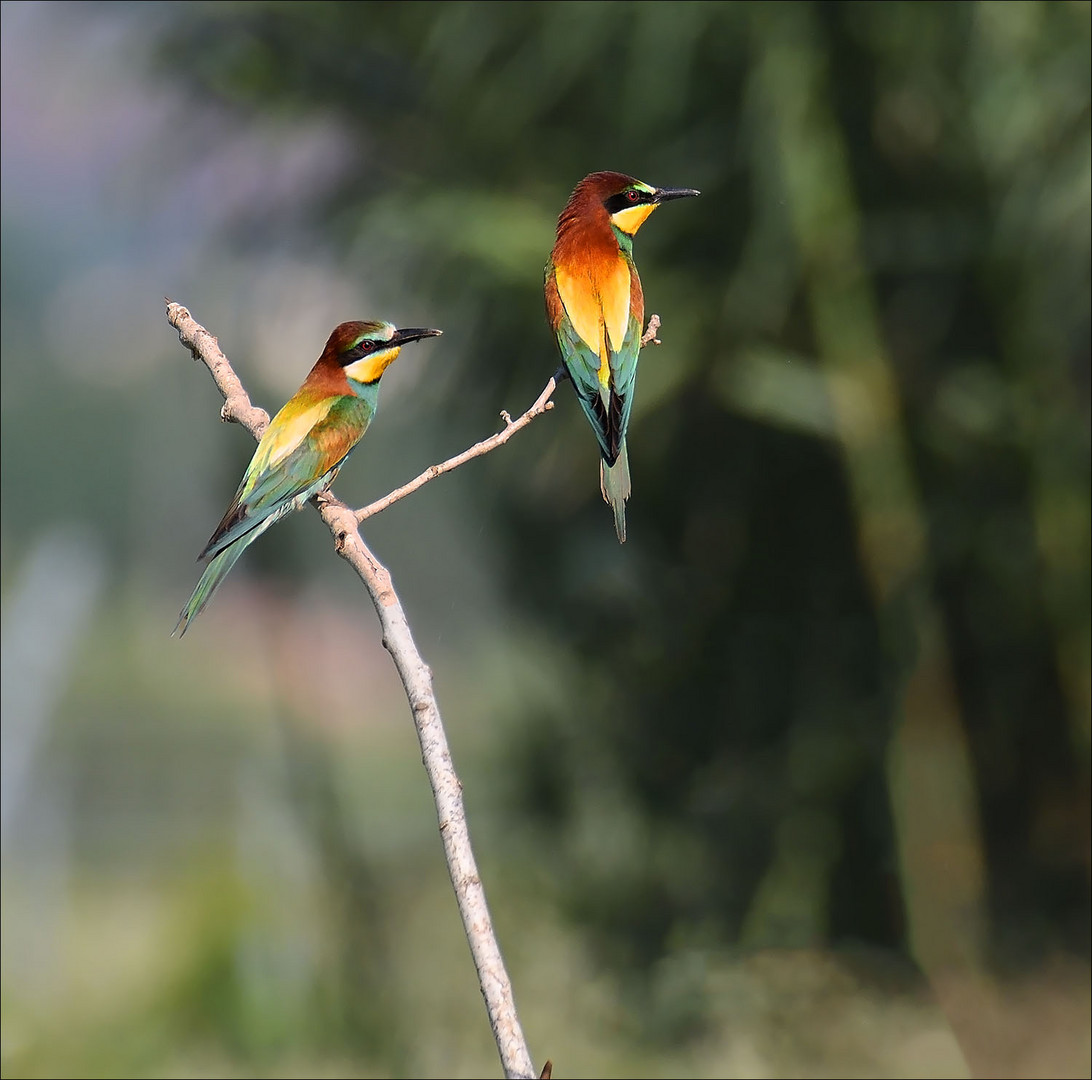 Guêpiers duo