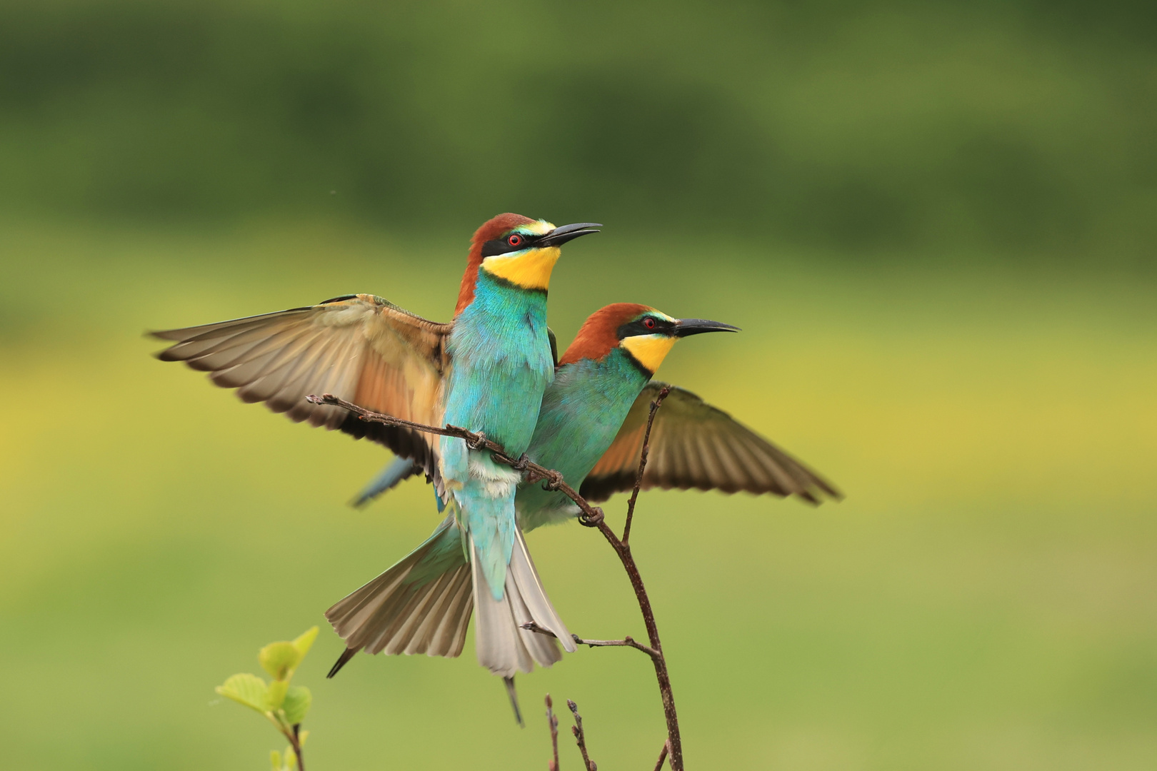 Guêpiers en couple 1