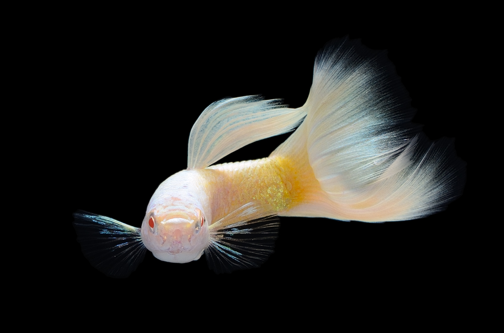 Guppy Albino Halbschwarz Pastel