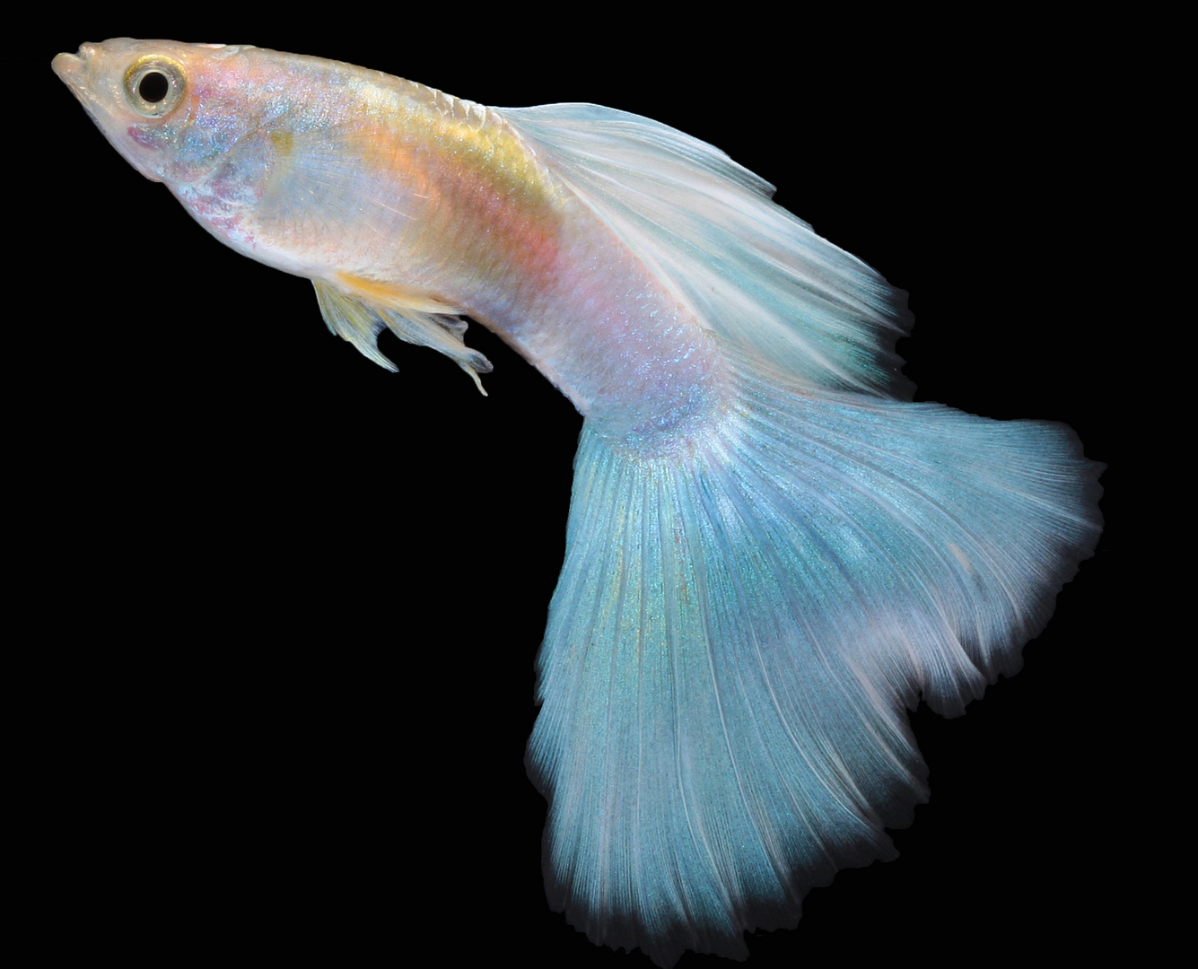 Guppy blond APW