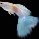 Guppy blond APW