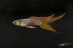 Guppy Hochzucht Doppelschwert Santa Maria