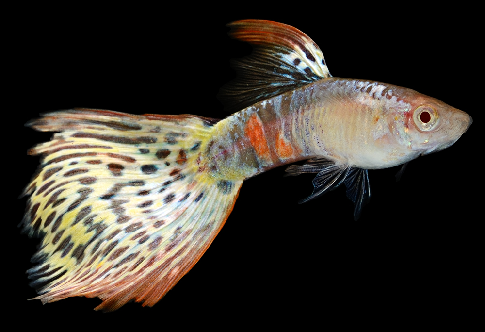 Guppy Leopard Albino Sharkfin