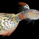 Guppy Leopard Albino Sharkfin