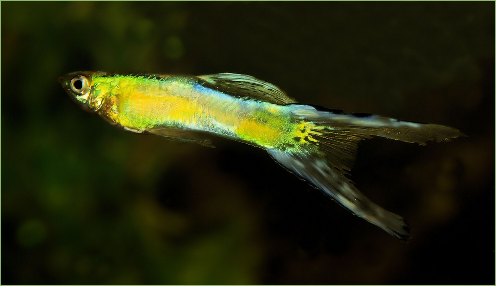 Guppy Männchen