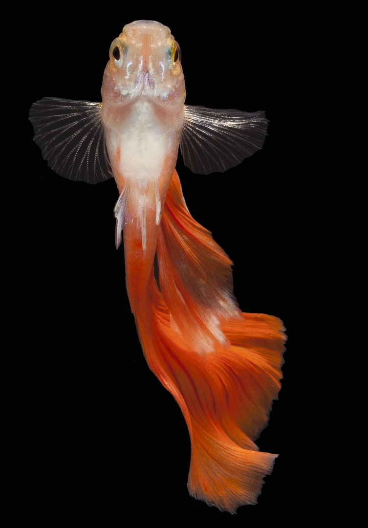 Guppy Rot Blond Foto Bild Tiere Haustiere Aquaristik Bilder Auf Fotocommunity