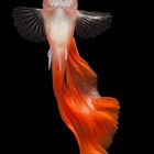 Guppy rot blond