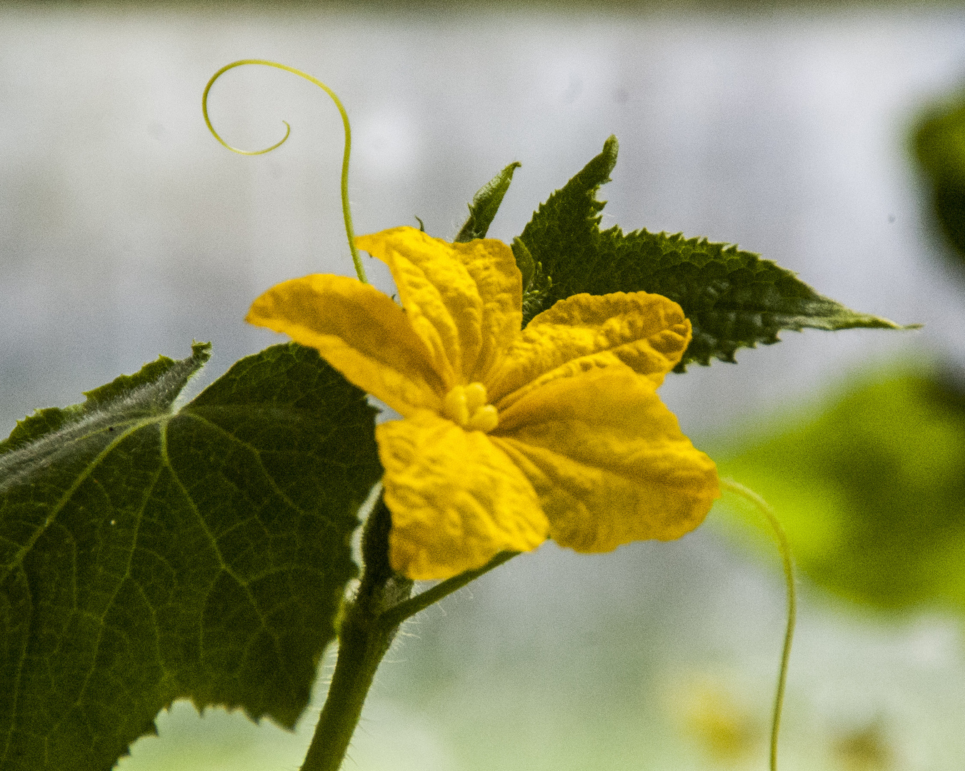 Gurkenblüte