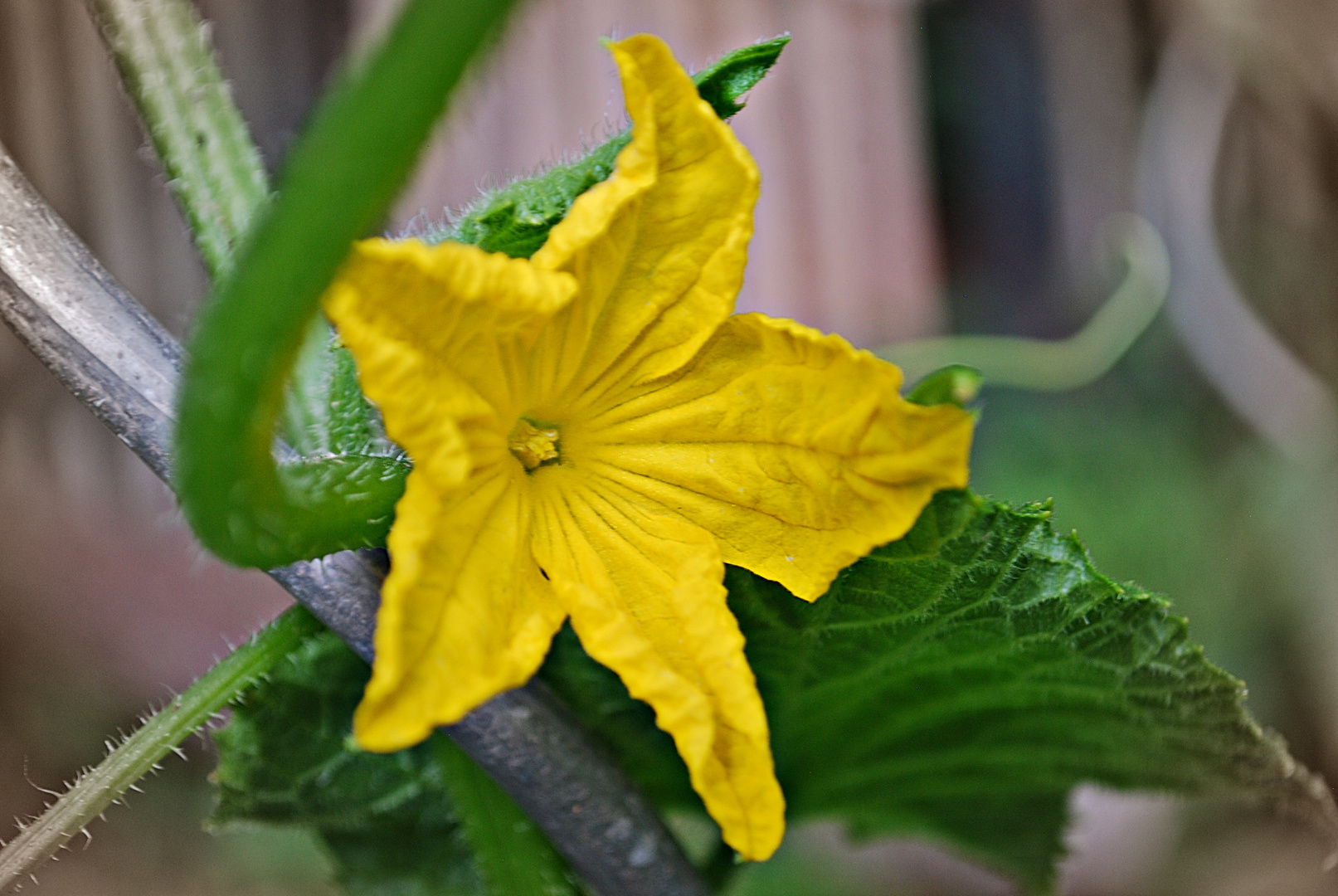 Gurkenblüte...