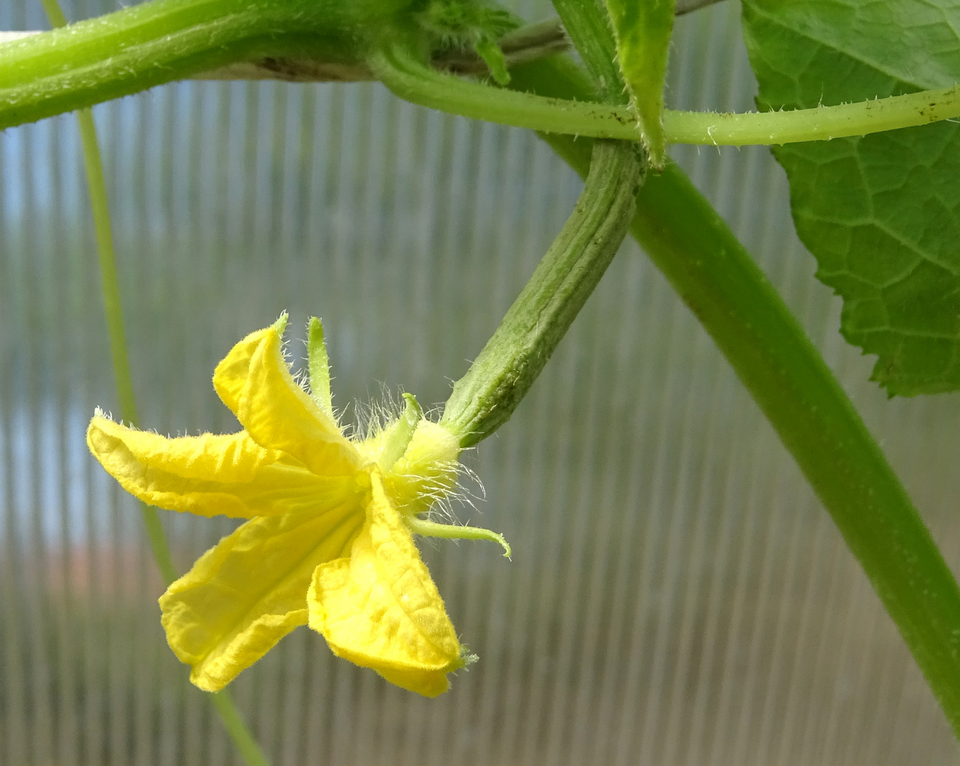 Gurkenblüte mit Ranke