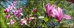 Gurkenmagnolie