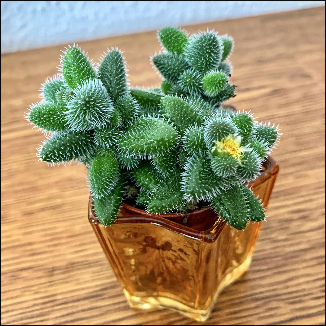 Gurkenpflanze Delosperma echinatum