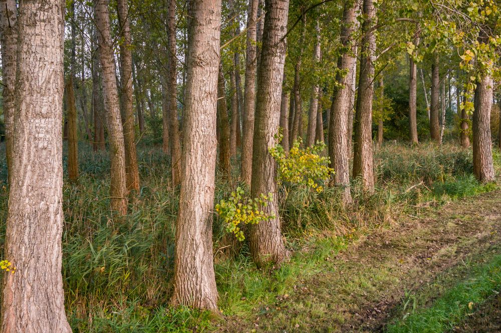 Gurkenradweg II - Spreewald