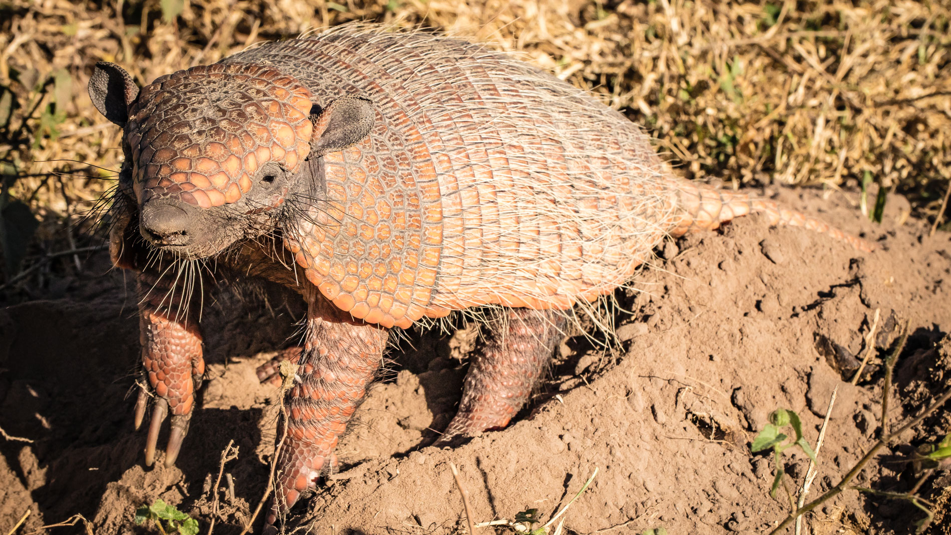 Gu?rteltier-Pantanal