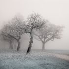 Gurten im Nebel