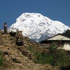 Gurunseni beneth Annapurna