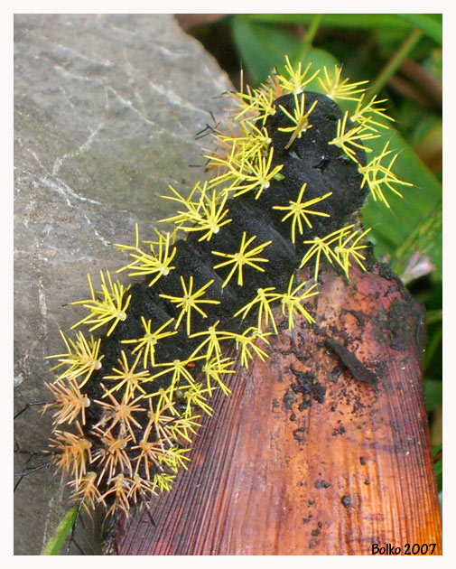 Gusanito en la selva