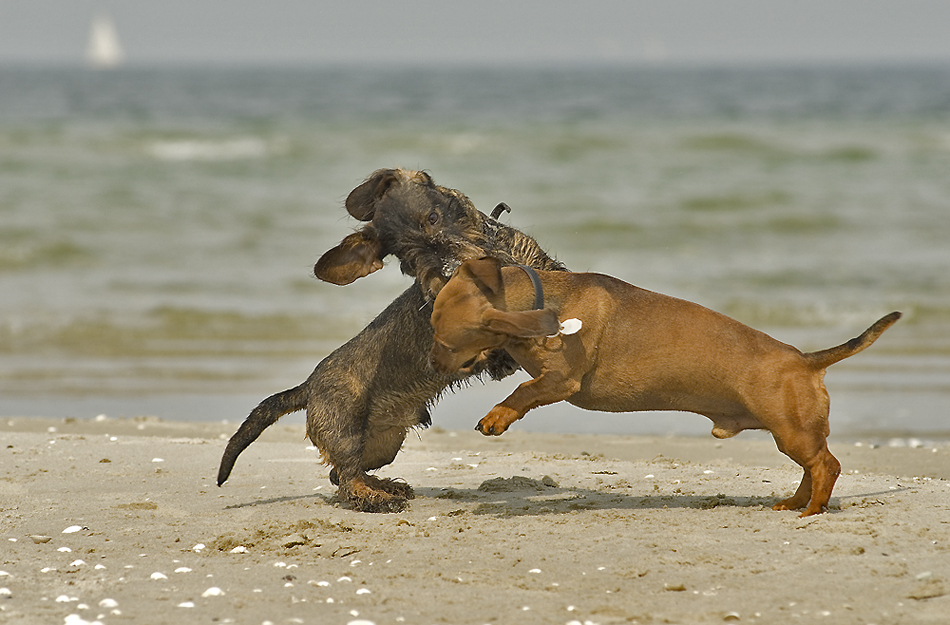 Gustav & Dieter...