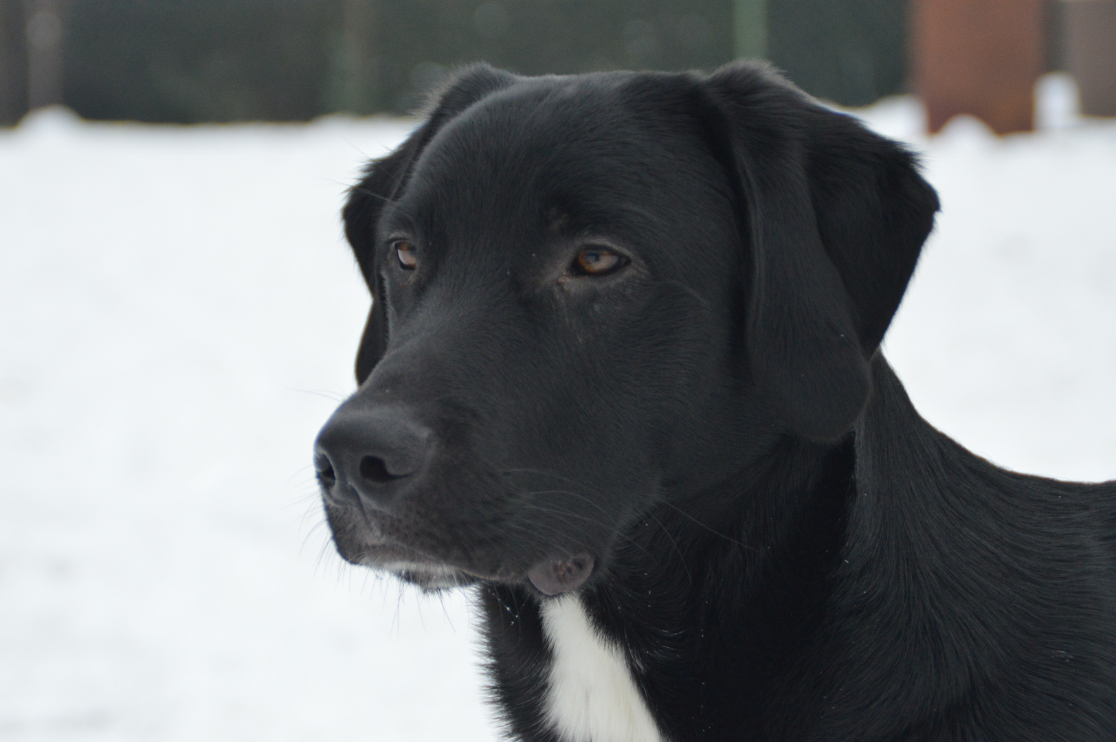 Gustav im Schnee