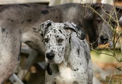 Gustav mit ein wenig Lilly Blue