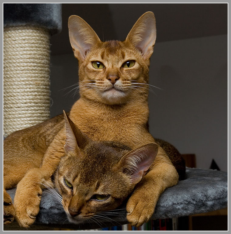 Gustav (oben) und Kamée ...