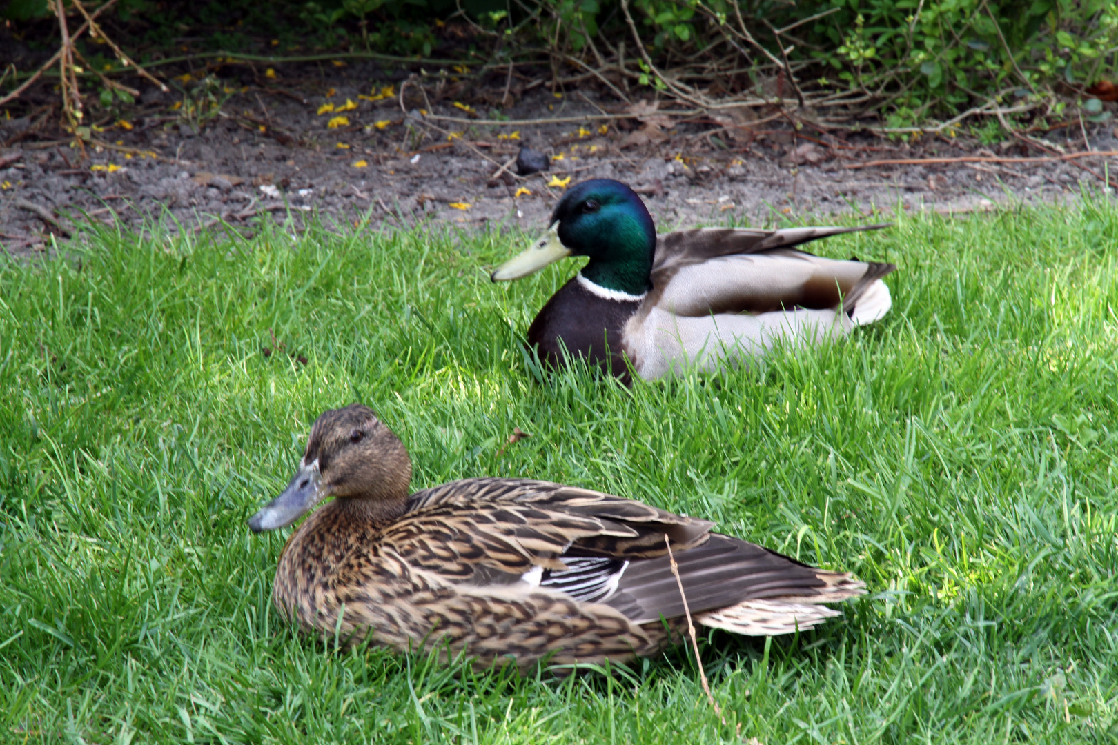 Gustav und Isolde