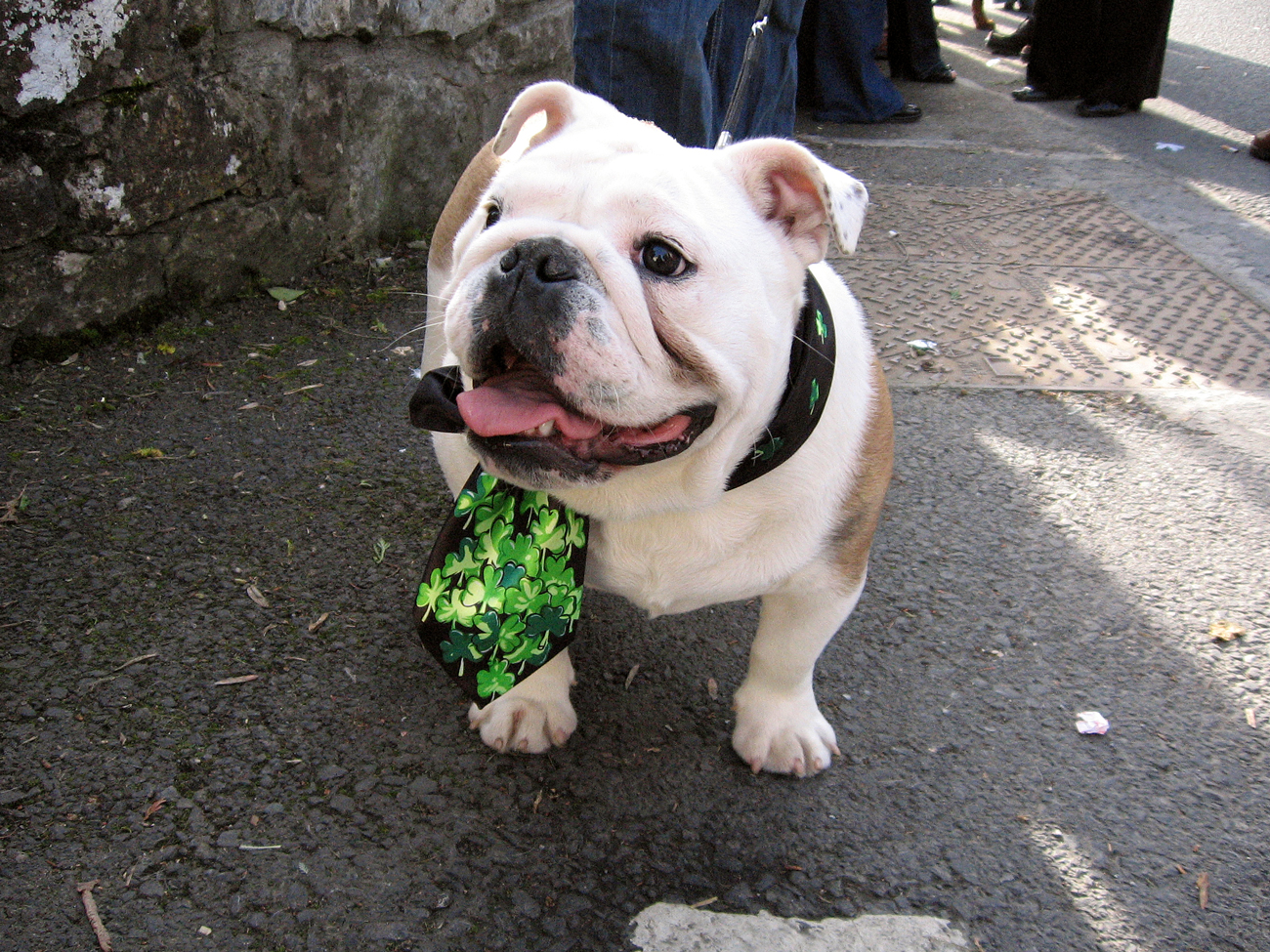 Gut angezogen für St. Patrick's Day