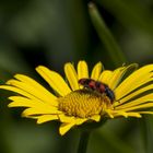 Gut ausgerüstet: Der Bestäuber