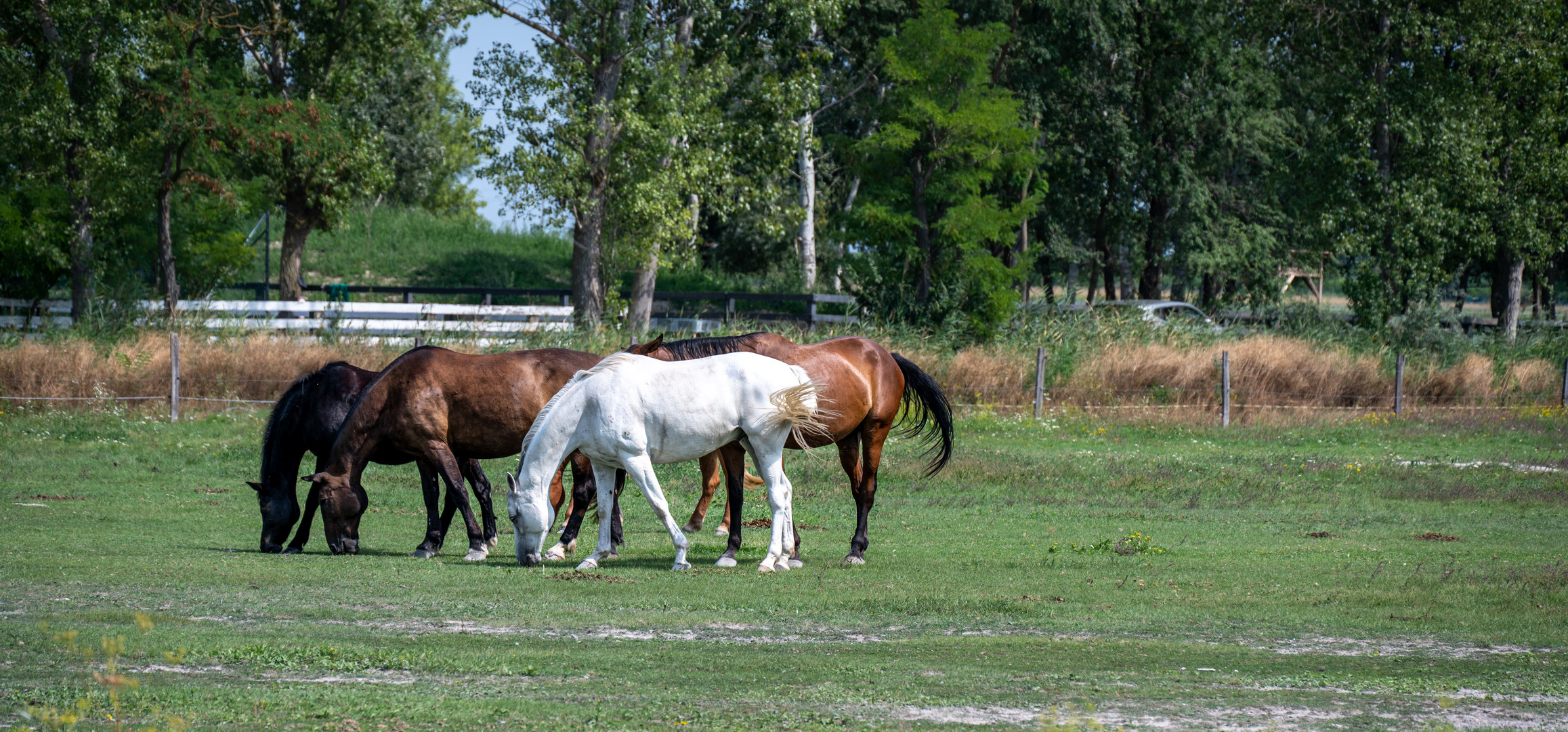 Gut aussehen auf der Wiese