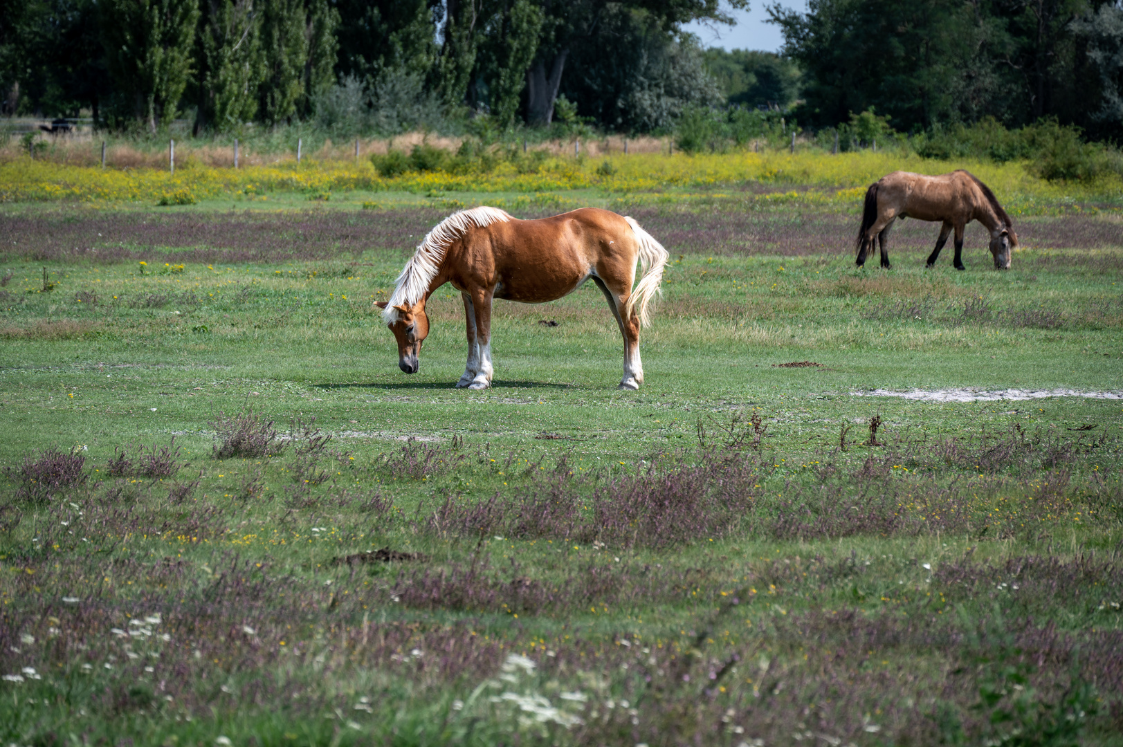 Gut aussehen auf der Wiese