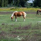 Gut aussehen auf der Wiese