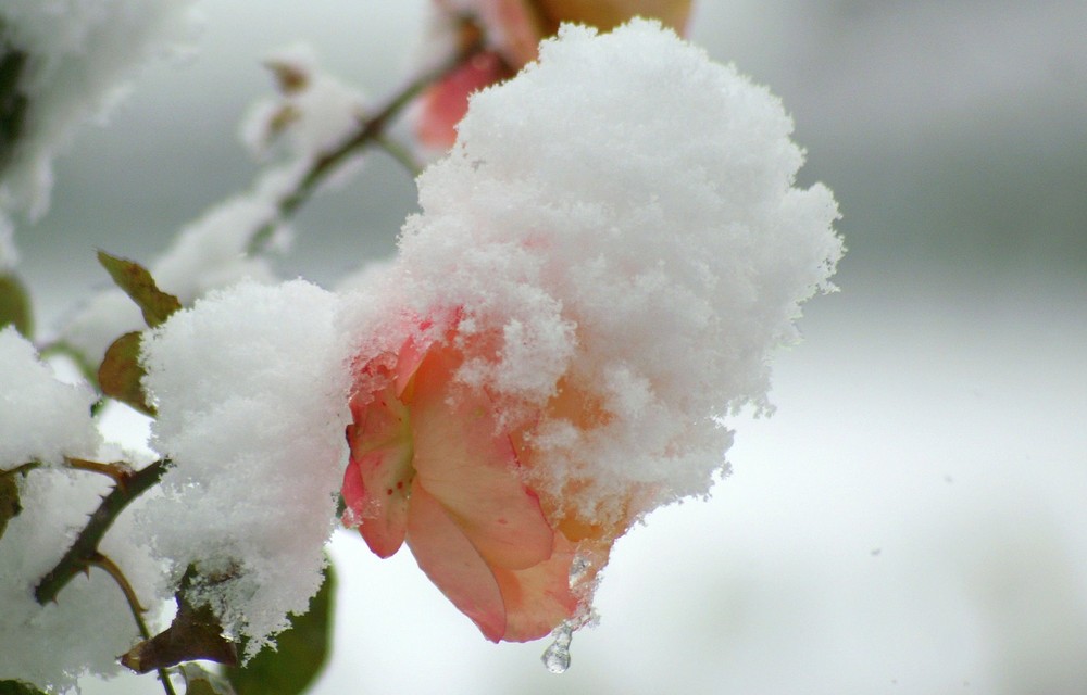 Gut behütet im Winter